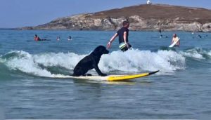 Surfing dog in Cornwall UK