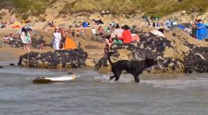 Surfing dog on Newquay beach