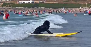 Jip the surfing dog