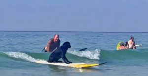 Jip the surfing dog