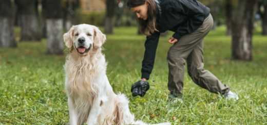 Dog Poop News: Woman Gets Terribly Sick After Poop Got In Her Mouth