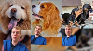Chow Chow, King Charles Spaniel and Dachshund