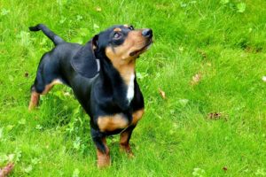 Dachshund gets a no from the TikTok vet