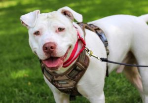 Dave the deaf pit bull found a home with a hearing-impaired human