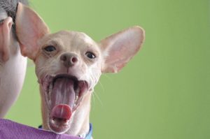 100-year-old woman adopts senior dog