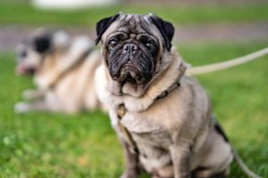 British vet would not own a flat-faced dog