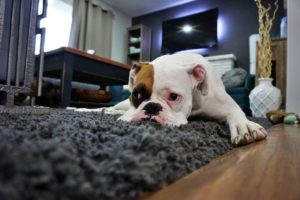 Dogs are finding it hard to be home alone after the pandemic