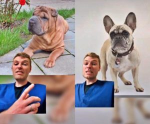 Sharpei and flat-faced breeds