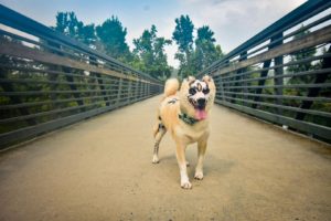 Taka the Shiba Inu survived burns