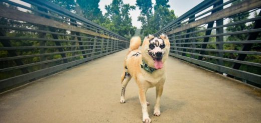 Taka the Shiba Inu survived burns