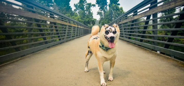 Taka the Shiba Inu survived burns