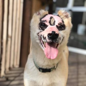 Taka the Shiba Inu survived burns