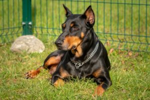 Doberman Fans Think They Just Saw The Sweetest Video Ever