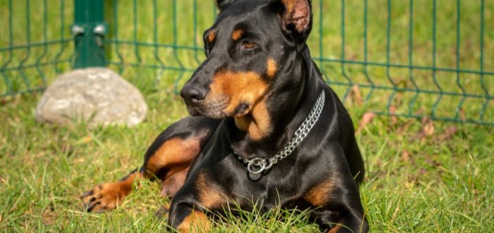 Doberman Fans Think They Just Saw The Sweetest Video Ever