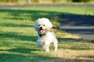 Bichon Frise dog accidentally orders adult videos from Hustler