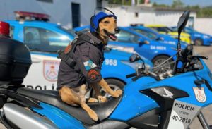 Brazilian rescue dog, Corporal Oliveira