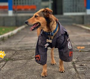 Brazilian rescue dog, Corporal Oliveira