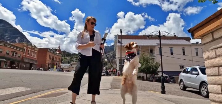 Dexter the Brittany spaniel walks on two hind legs