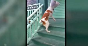 Brittany spaniel climbs the stairs on two legs