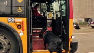 Eclipse the Seattle bus-riding dog waiting for the bus