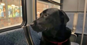 Eclipse the Seattle bus-riding dog waiting for the bus