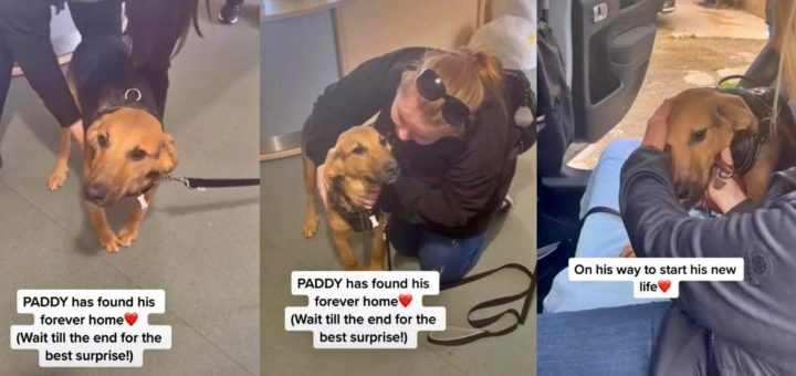 Paddy the rescue dog finds a new home