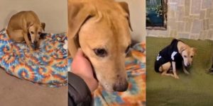 Scooby was rescued from a dog fighting ring and took 6 years to bark and wag his tail