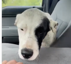Mixed Breed Rescue Story Still Trends Months After First Posting