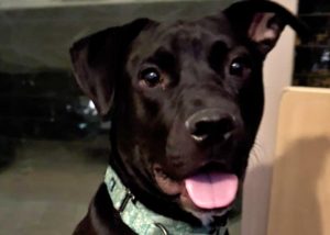 Baloo the abandoned dog