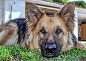 Senior dog adopted by Canadian couple
