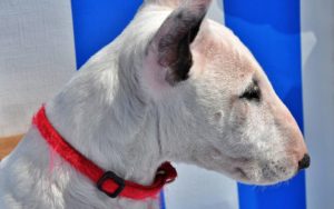 @deafdogofmn posts viral TikTok of her bull terrier understanding sign language