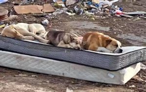 Three dog pals rescued by Ruff Start Rescue