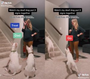 Bull terriers Peewee and Faith understand sign language