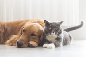 New York Pet Shop Dogs & Cats Sales Ban Is Welcomed By Animal Lovers