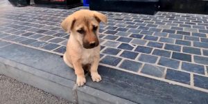 Abandoned pup rescued from the streets