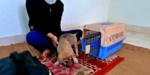 Heartwarming puppy video