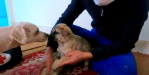 Abandoned pup gets a new home