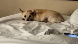 Ruff Start Rescue reunited an elderly lady with her elderly dog, Baby Girl