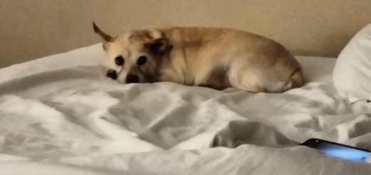 Ruff Start Rescue reunited an elderly lady with her elderly dog, Baby Girl