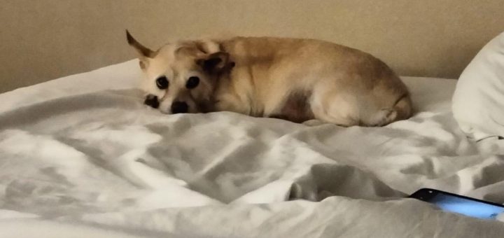 Ruff Start Rescue reunited an elderly lady with her elderly dog, Baby Girl