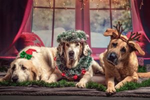 Be careful what you need your dogs at Christmas
