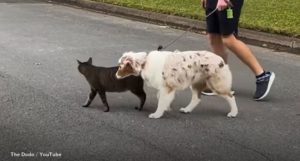 Unconventional Animal Behavior