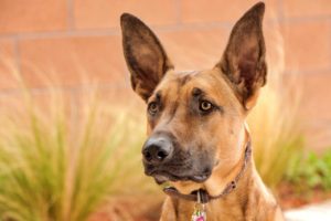 Firefighters rescued a Malinois cross dog from a tree