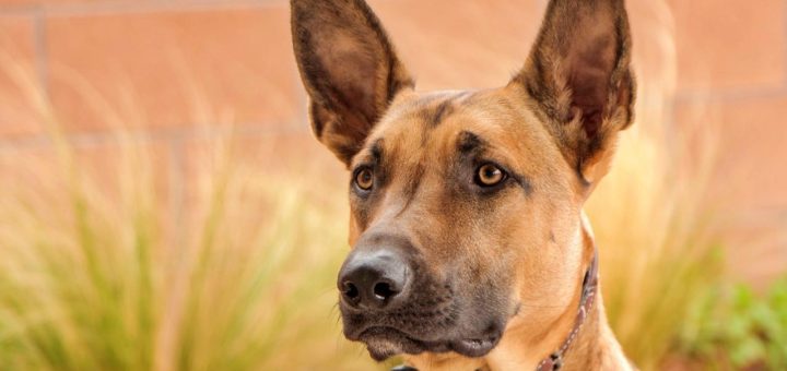 Firefighters rescued a Malinois cross dog from a tree