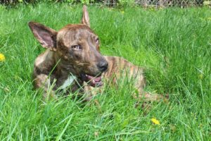 Every rescue dog has a heartbreaking backstory