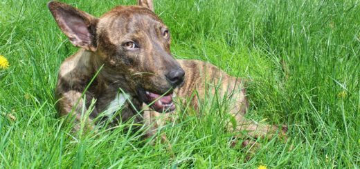 Every rescue dog has a heartbreaking backstory