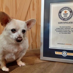 Spike the chihuahua