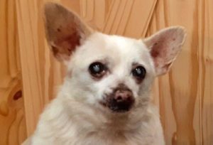 Spike the Chihuahua