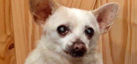 Spike the Chihuahua
