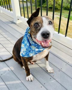 A dog named Van Gogh has lived up to his name by becoming a painter
